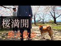 おじいちゃんおばあちゃん 柴犬さいか桜満開お花見散歩(前編)