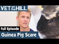 🐹 Guinea Pig Needs Operation After Scary Fall | FULL EPISODE | S03E22 | Vet On The Hill