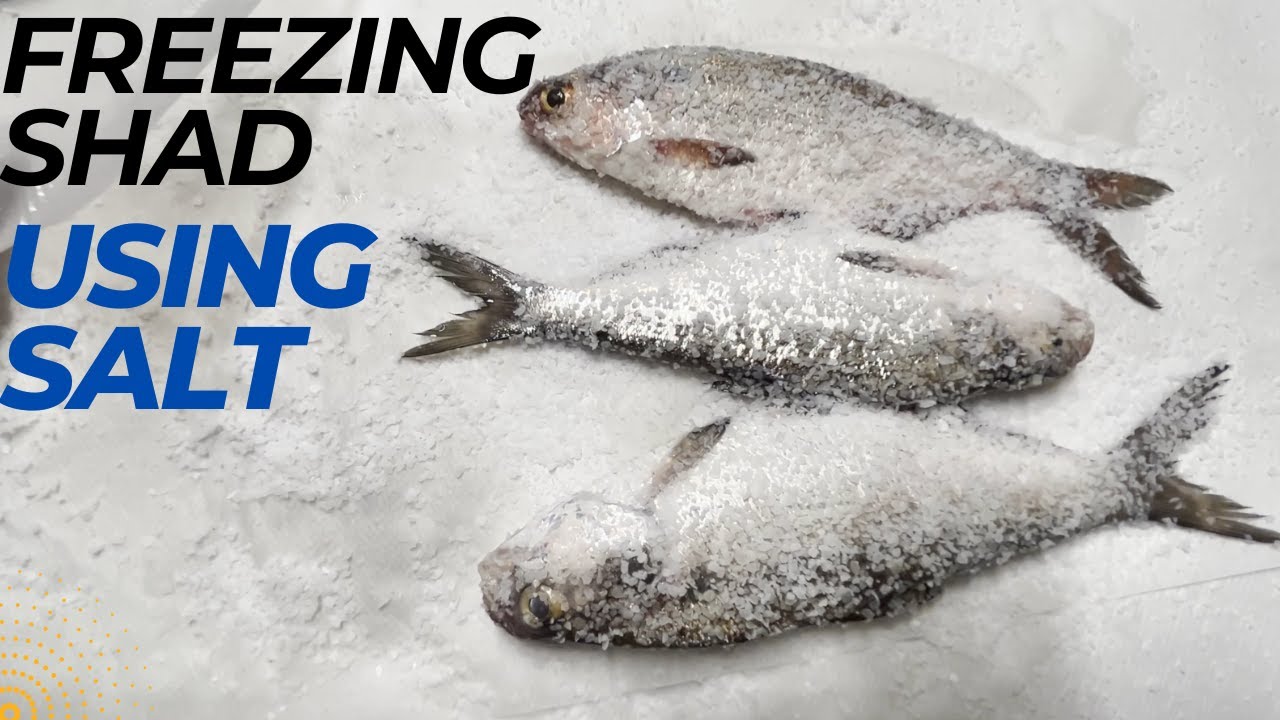 The BEST WAY We Freeze Our Gizzard Shad for Catfish Bait