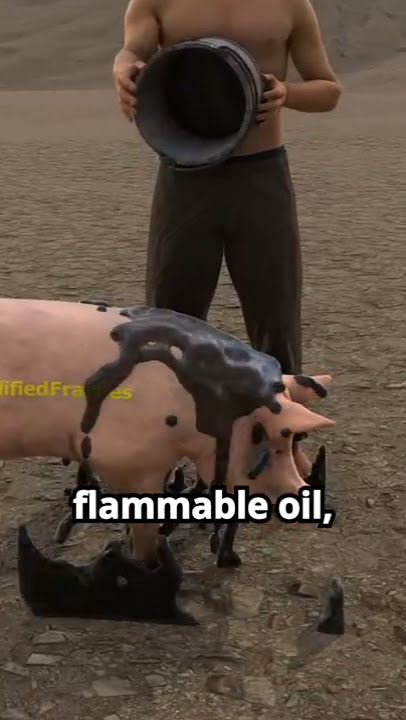 Why They poured oil on pigs 😱