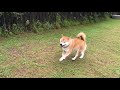 ドッグランではランしない派だけど今日は走る