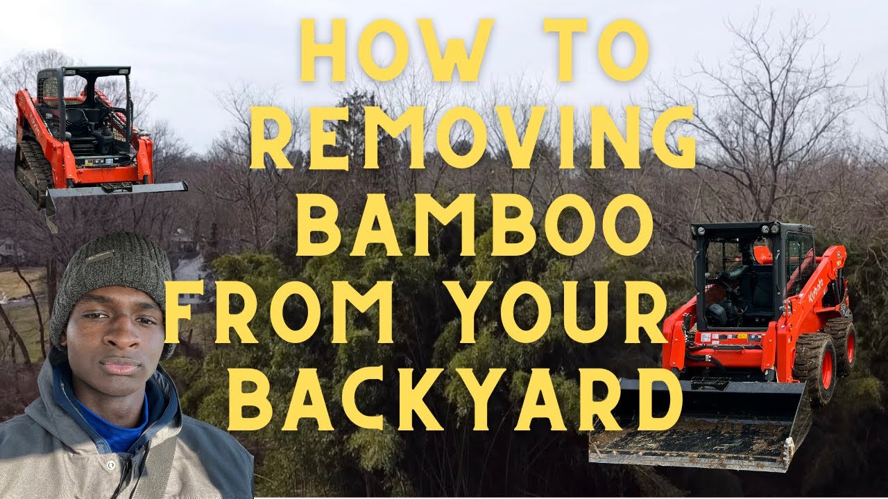 How to Remove Bamboo from Your back yard ???? YouTube