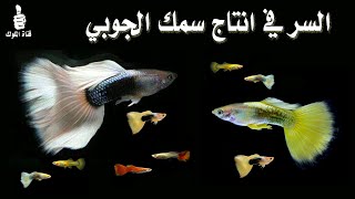 السر في إنتاج سمك الجوبي و كل ما يخص الحوض المناسب لإنتاج سمك الجوبي Guppy Fish