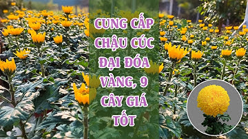 Số 152 - Cung cấp hoa cúc đại đóa vàng chậu 9 cây, bông to đẹp trưng Tết 2024 | LH: 0987979464