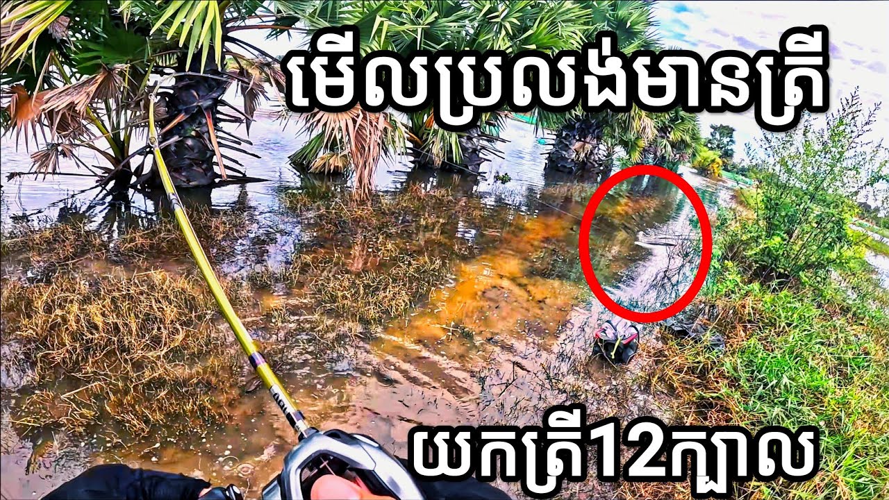 មើលប្រលង់មានត្រីខែទឹកស្រក #FishingInCambodia2025 #SnakeheadFish #FishingTrip2025 #បបក់ត្រីស្រែ២០២៥