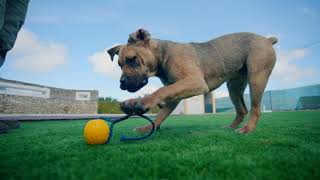 Wet Boerboel female Pup 6 month by Elite Boerboels (Dog Breeding&Protection Training) 484 views 3 months ago 2 minutes, 25 seconds