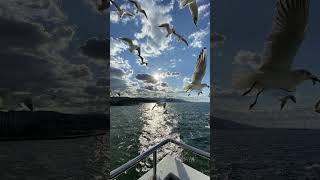 Sesine Aşık Oldum By Şiir Fon Serisi