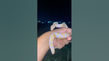 Albino Ball Python Bangalore #albino #albinoballpython #ballpython #python #pets #petslove #petlove