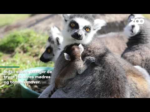 Video: Hvem Er Lemurer