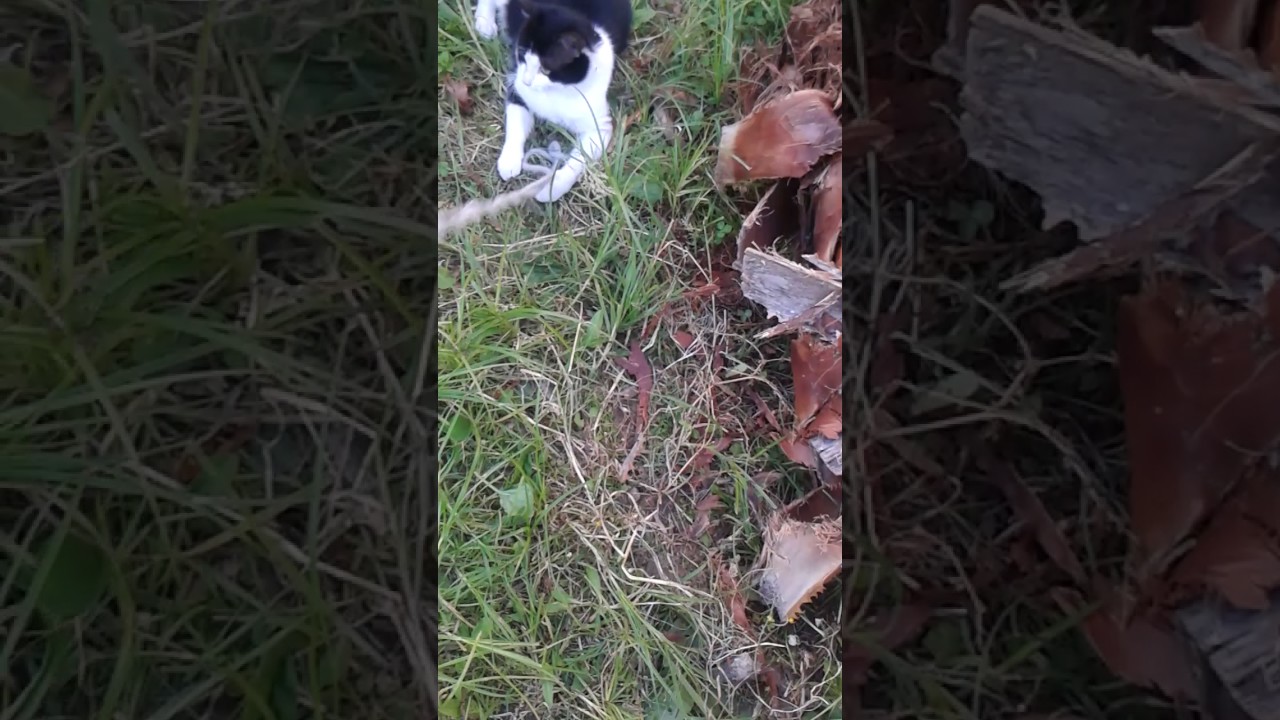 camera iphone 8 plus apk The cat plays rope.