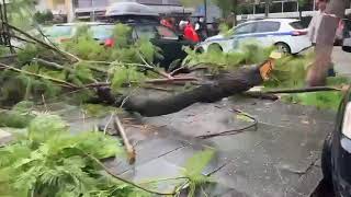 Πτώση δέντρων