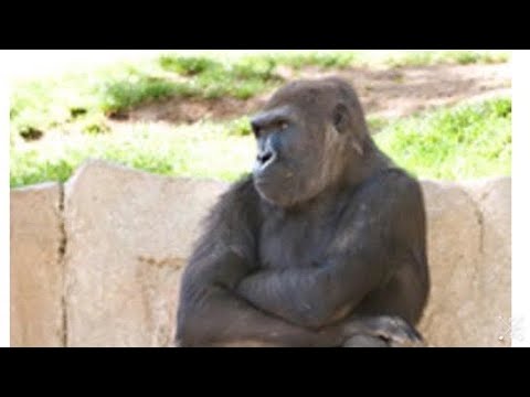 しゃべるゴリラ 過去最高のでき アフレコ動画 Youtube しゃべるゴリラ 過去最高のでき アフレコ動画 Youtube