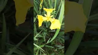 노랑창포 꽃 Yellow Iris #flowers #garden #nature #plants