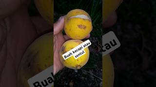Buah sentul Atau kecapi
