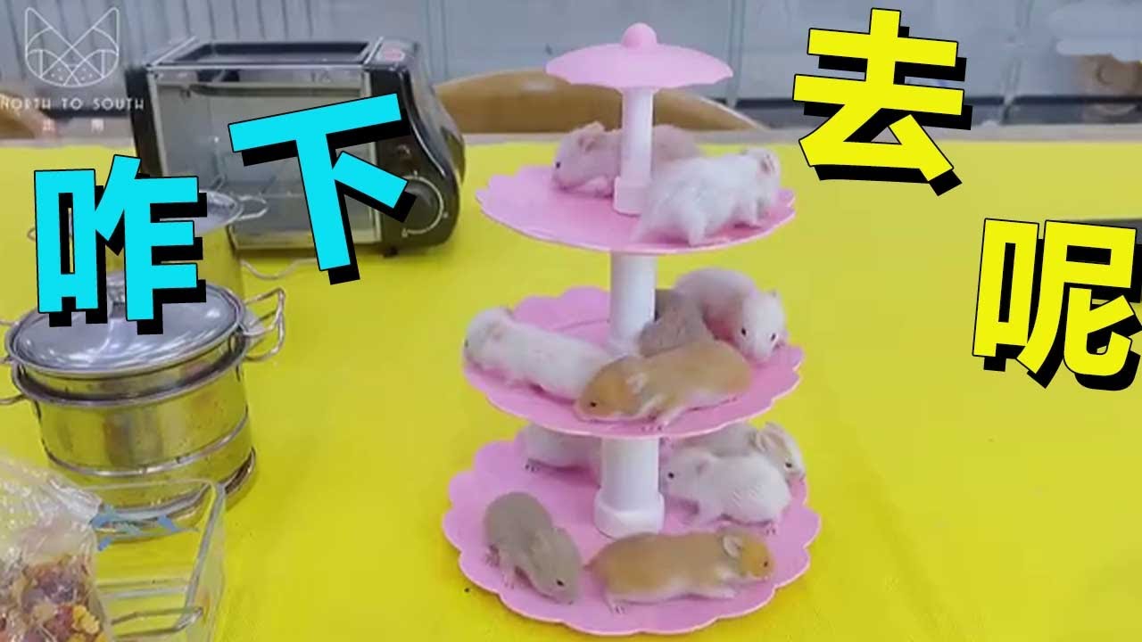 小老鼠一周能長多大？這就是三吱嗎？愛了愛了！ |走南養老院 - YouTube