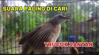 Trucuk betina memanggil jantan ampuh buat pancingan agar bunyi jadikan trucukmu gacor nyaut