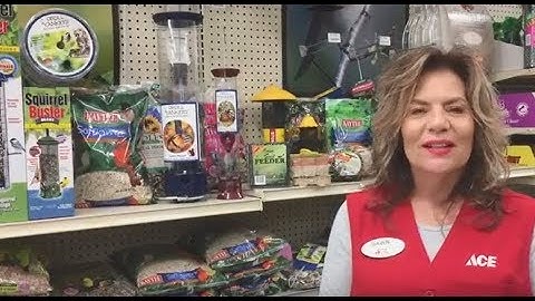 How To Get Started With Bird Feeding - Ace Hardware