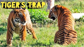 Tiger's Trap । Hugh Allen Hunting Story। शिकार कहानी। Shikar Story । Wildlife Story Narration। Tiger