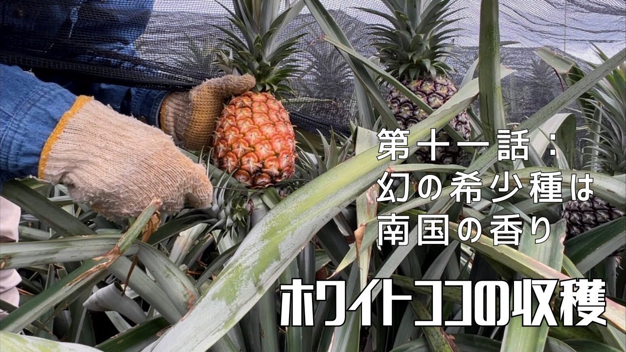 パイナップル 2026年発送【数量限定】ひとくちぼれ 金武町のすぐりむん（極上