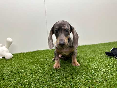 Video van Teckel Male Bleu merle - PUP-ID 032580114 | Dierenhof Debrabandere