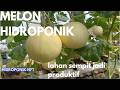Melon Hidroponik atas genteng