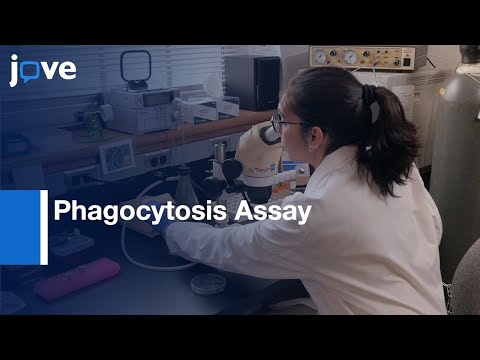 Wideo: Gdzie jest miejsce enzymatycznego rozkładu fagocytowanego materiału?