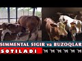 SIMMENTALLAR🐄 SOTILADI💵 Sigir va Buzoqlari