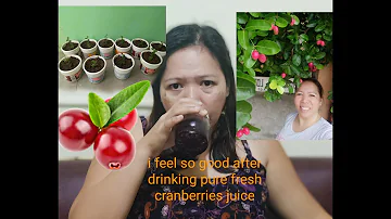 Where do cranberries grow best?