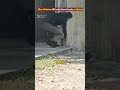 Man Defuses IED with Bare Hands in Syria!