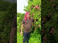 fresh fruits 🍎🍎🍎
