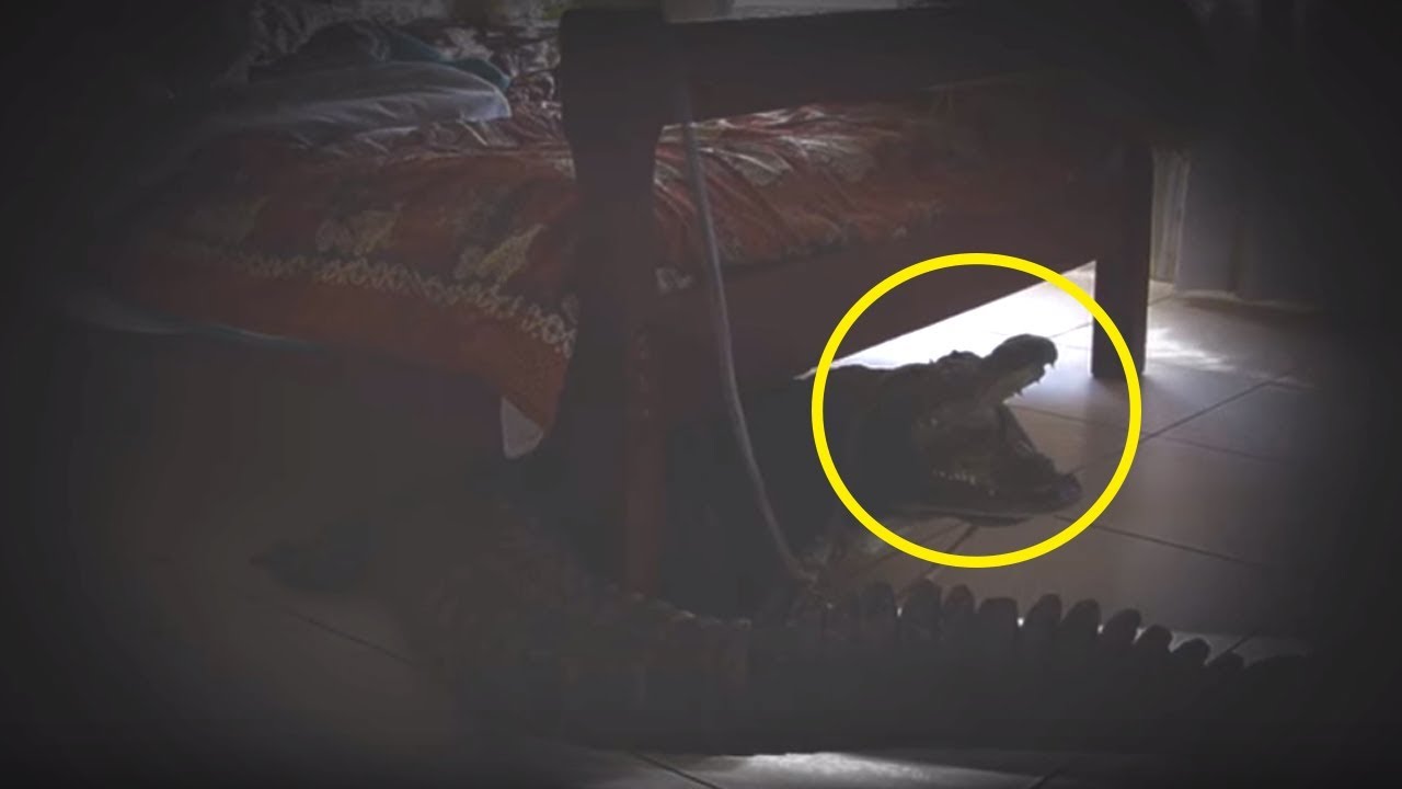 Why Do Cats Hide Under The Bed In New House Why Do Cats Hide Under The Bed In New House