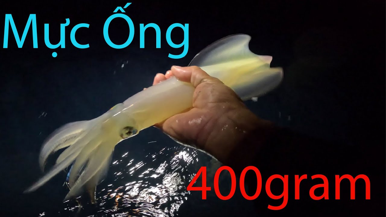 Đến Giờ Gần Về May Mắn Bắt Được Mực Ống Mực Thước Khi Câu Mực Nhảy Gần ...
