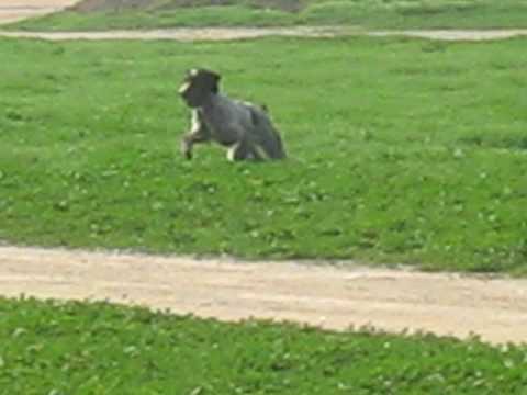 German Wirehaired Pointer training Oskar - YouTube