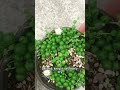 String Of Pearl #gardening