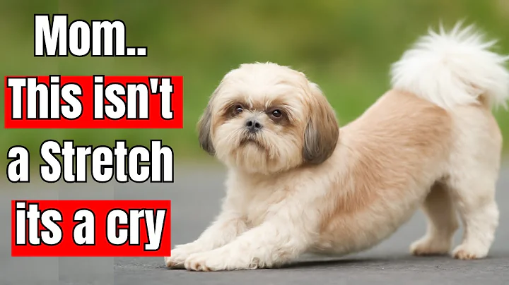 If Your Dog Stretches When They See You – This Is What They’re Really Trying to Say