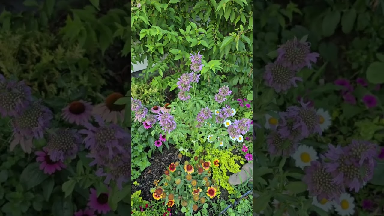 🌼 Did you know this funky little flower smells like lemons and helps with colds? Lemon bee balm