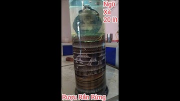 Rượu Rắn Bộ 5 Con- Ngũ Xà-Rắn Độc Ngâm Rượu Mạnh
