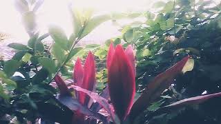 Marskal Jalan2 Bersama Youu Disini masi Torang