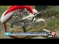 Lakeland woman allowed to keep pet alligator