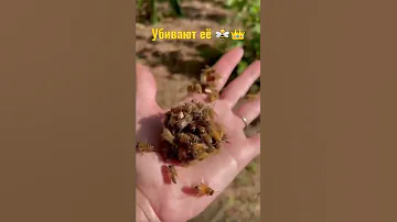 пчелы (Душат Убивают Матку) 🐝👑2021, вот что бывает когда пчелы не принимают новую Матку.