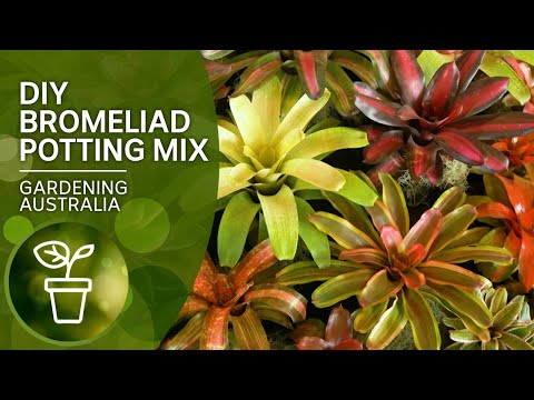 Video: Dyckia Bromeliad Care - Matuto Tungkol sa Dyckia Growing Conditions And Care