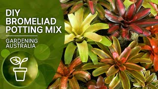 DIY potting mix for bromeliads