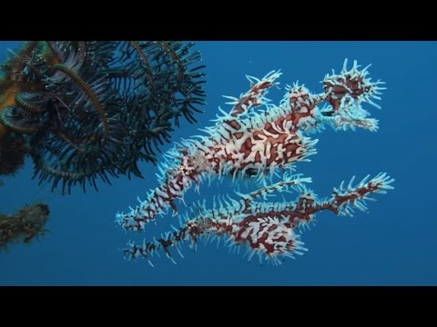 Artificial Reef Dive with Flamboyant Cuttlefish at Shallow Cars, Dauin