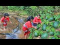 Two sisters found watermelon & cat fish with water spinach for cook |give to dog- Eating delicious