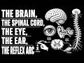 THE BRAIN, THE SPINAL CORD, THE EYE, THE EAR, THE REFLEX ARC LIFE SCIENCES GRADE 12 THUNDEREDUC