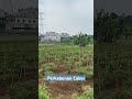 Perkebunan Cabai #cabai #pemandangan #ladang #viral