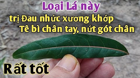 Loại cây trị Đau nhức xương khớp, tê bì chân tay rất tốt, trị nứt nẻ tay chân. PHAN HẢI Channel