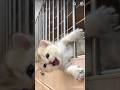 funny cats#cats #shorts #viral #pets #funnycats