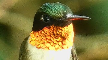 Hummingbird call sounds & cute activities | Ruby throated