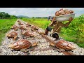 Unbelievable This Fishing A lot Monster Snail After Raining - Unique Catching &amp; Big Snail By Hands